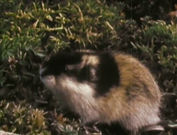 The nature of the Norwegian lemming: 'bloodthirsty, hairy