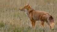 Untamed China with Nigel Marven (2011)