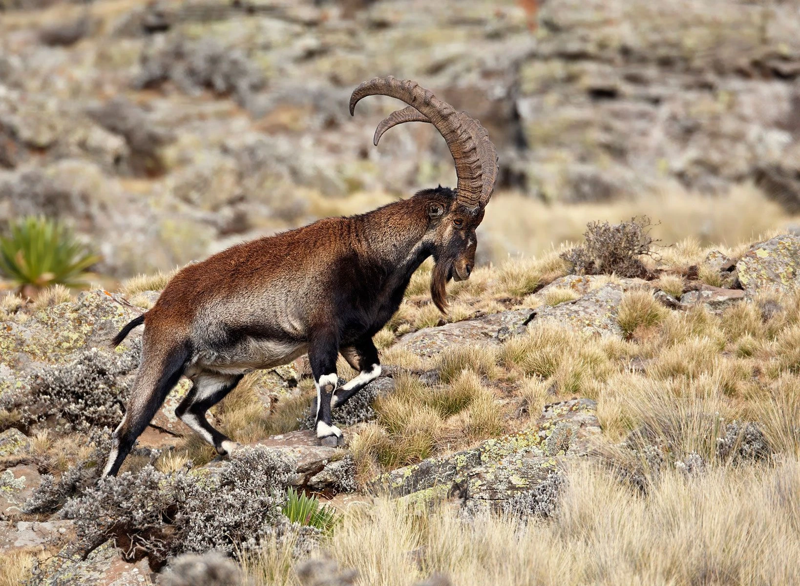 Walia Ibex | NatureRules1 Wiki | Fandom
