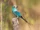 Abyssinian Roller