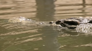 Australia's Wild Places (2013)
