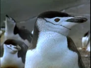 Really Wild Animals (1993-1998)