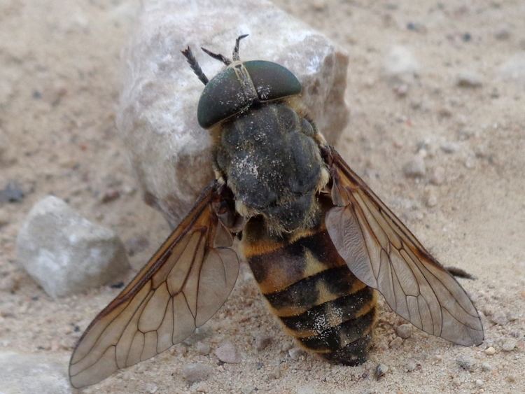 horse fly