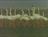 The Desert and The Deep Blue Sea (1989)