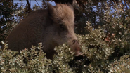 Wild Menu (2014)