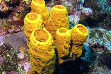 RTC Hydra Sponges, Giant Sponge, Large Sponge
