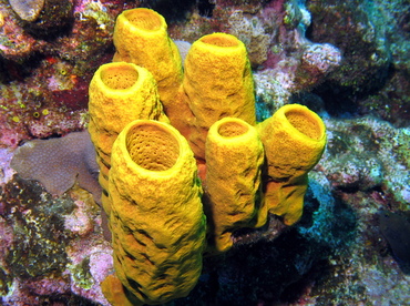 Aplysina fistularis - Wikipedia