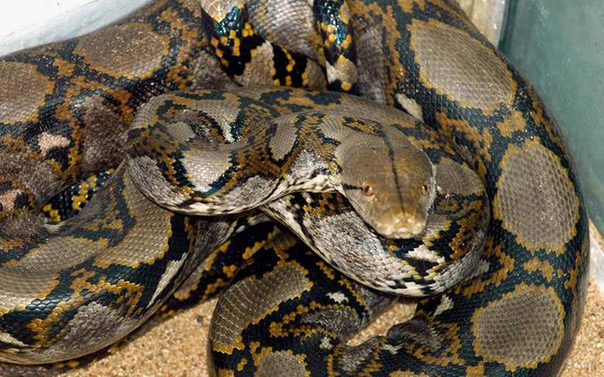 Children's python - Wikipedia