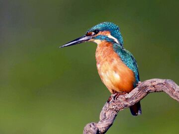 Common Kingfisher, NatureRules1 Wiki