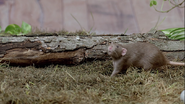 Animal Senses (2017)
