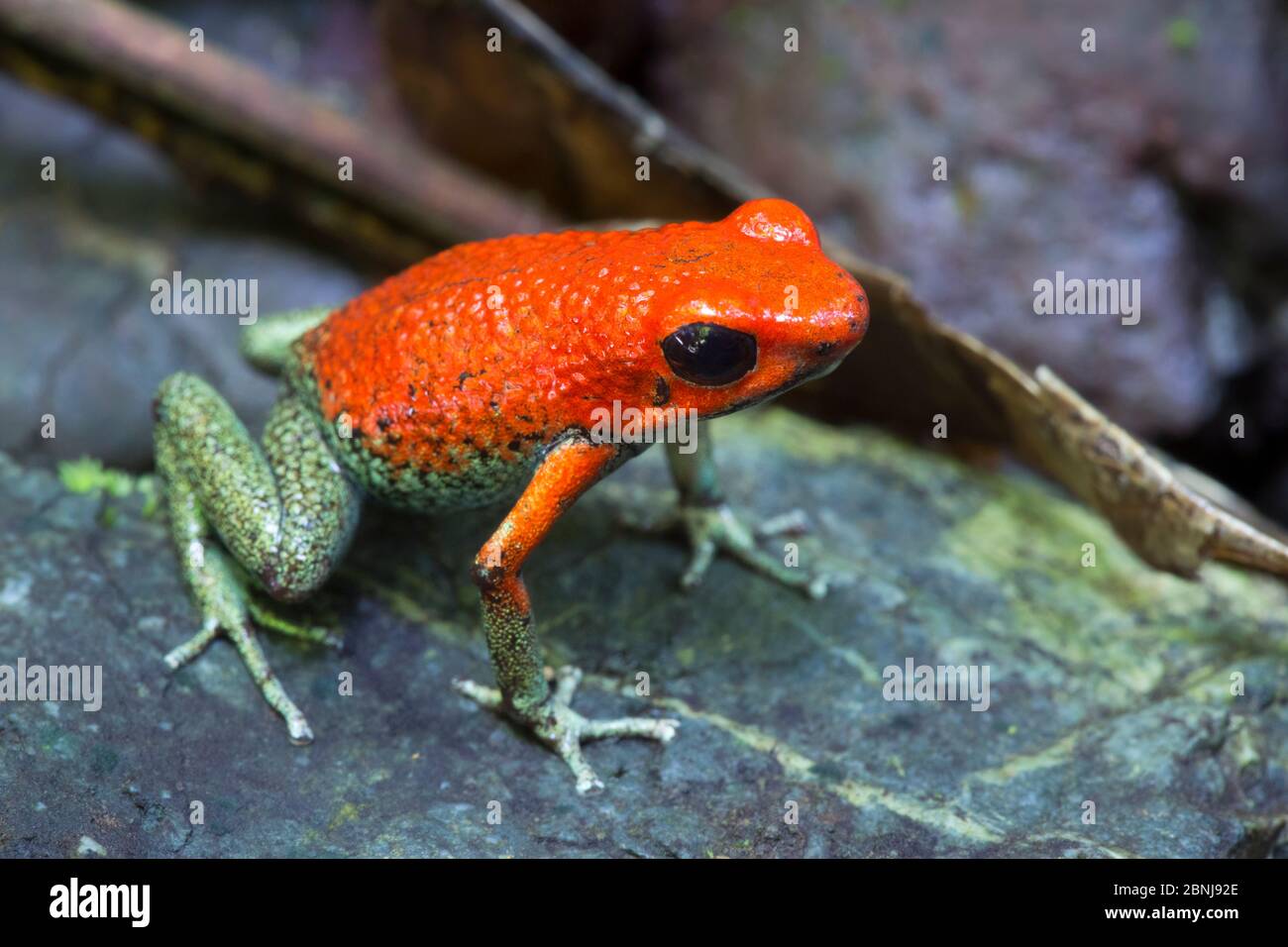 Granular Poison Frog | NatureRules1 Wiki | Fandom