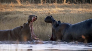 Nature's Great Events (2009)