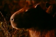 Sauvage Et Beau (1984)