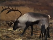 Scandinavia (1990)