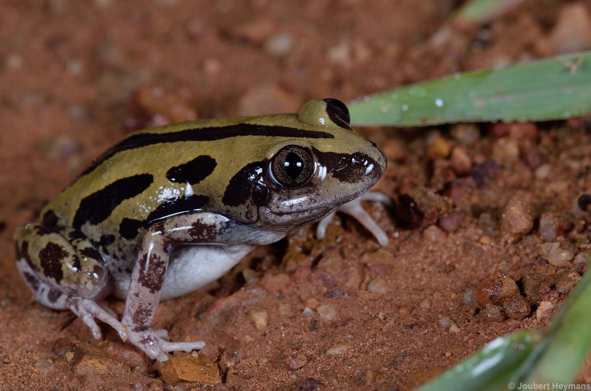 Senegal Running Frog | NatureRules1 Wiki | Fandom