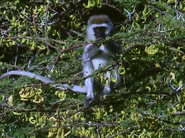 The Private Life of Plants (1995)