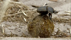 Dung Beetle | NatureRules1 Wiki | Fandom