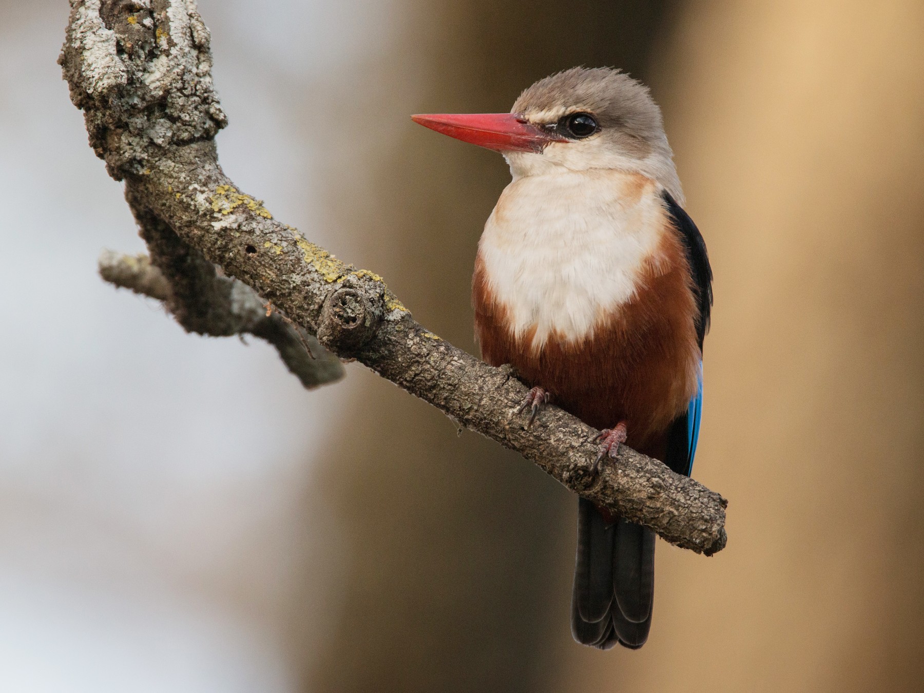 Grey-headed Kingfisher, NatureRules1 Wiki