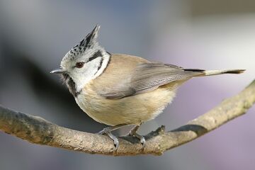 Crested Tit Bird Facts