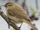 Common Chiffchaff
