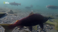 Alaska's Grizzly Gauntlet (2018)
