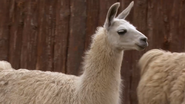 Anna's Wild Life (2011)