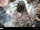 Black Lace-weaver