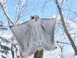 Siberian Flying Squirrel