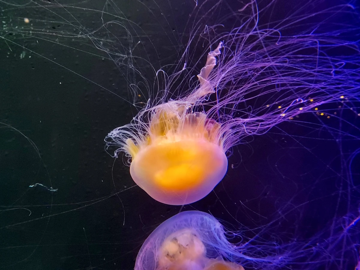 Fried Egg Jellyfish NatureRules1 Wiki Fandom