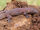 Four-Clawed Gecko