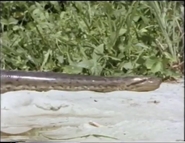 Giant Otter (1990)