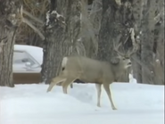 Grand Teton Wilderness (1991)