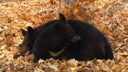 Meet the Mustelids (2020)