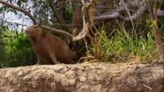 Planet Earth II (2016)