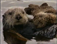 Sea Trek (1991)
