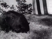 The Last Wilderness (1935)
