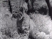 The Last Wilderness (1935)