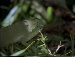 Flap-necked Chameleon | NatureRules1 Wiki | Fandom Flap-necked Chameleon | NatureRules1 Wiki | Fandom