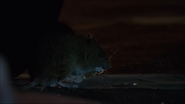 Wild Berlin (2013)