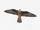 Eleonora's Falcon