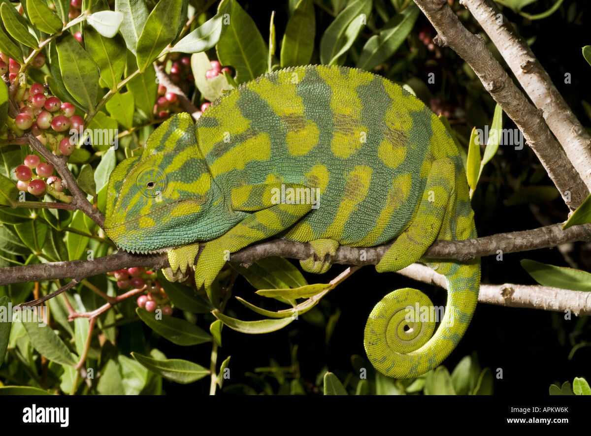 ニッタンプロフ確認　Chameleons of Africa ニッタンプロフ確認 Chameleons of Africa Chameleons of Africa