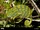 African Chameleon