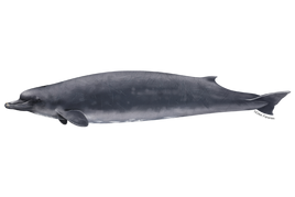 Baird's Beaked Whale
