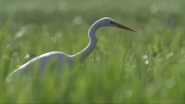 Biebrza: The European Amazon (2021)