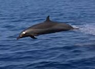 Blue Reef Adventures (1996)