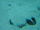 Bluespotted Stingray