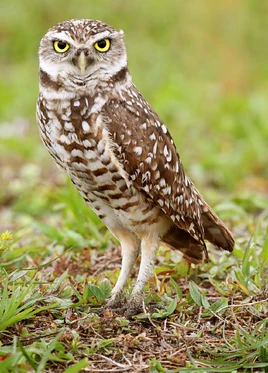 Burrowing-owl
