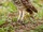 Burrowing Owl