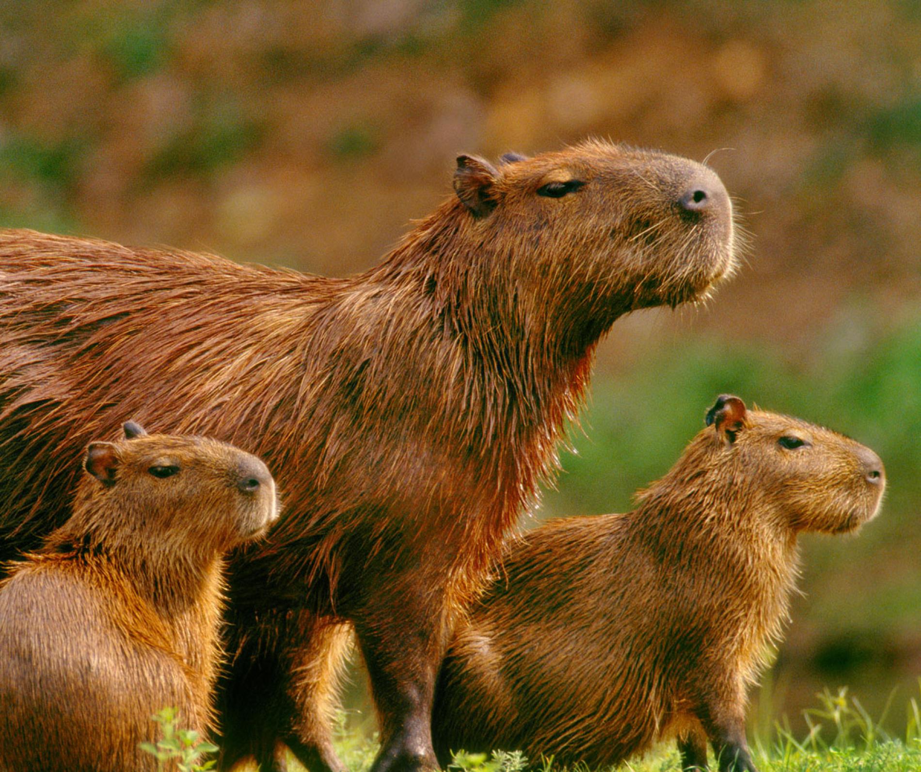 Capybara - Wikipedia