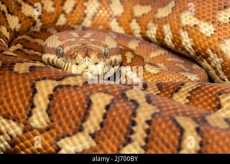 Bredl's Python | NatureRules1 Wiki | Fandom